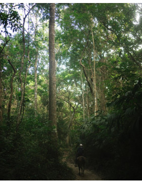 Maku Botanical Origin