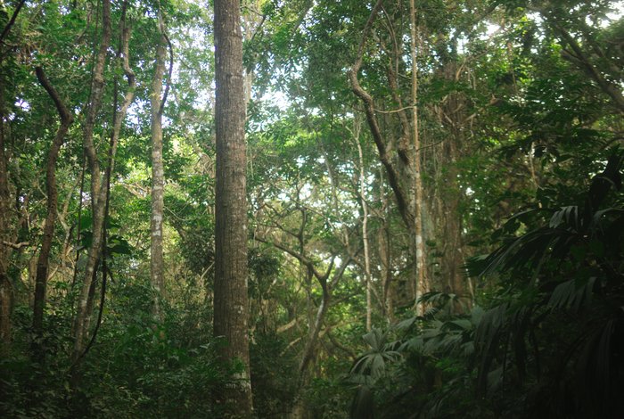Rainforest ritual setting